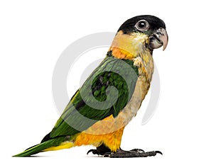 Young Black-capped Parrot (10 weeks old)