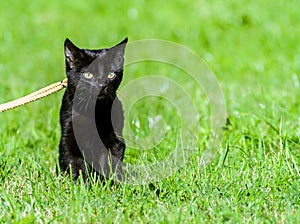 A young black cat with big yellow eyes, leash