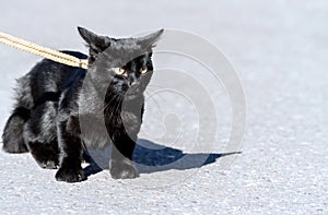 A young black cat with big yellow eyes, leash