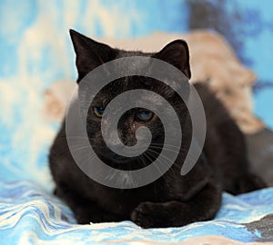 Black cat with cataract eye