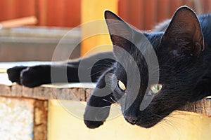 Young black cat lying on wooden bench in afternoon sunshine