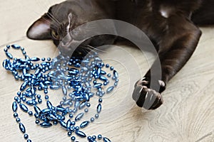 Young black cat of oriental breed on the floor playing with beads