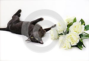 Young black cat of oriental breed lying  near bouquet of artificial roses flowers, white background