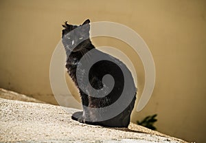 Young black cat sitting in the sun, looking at the camera, with one year cut off