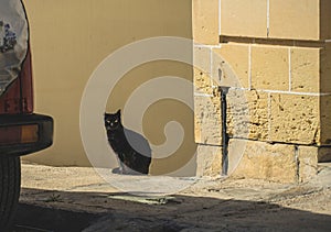 Young black cat sitting in the sun, looking at the camera, with one year cut off