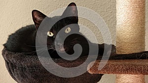 Young black cat with yellow eyes rests curled up in a nest-like basket on a cat tree