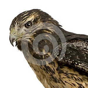 Young Black-chested Buzzard-eagle