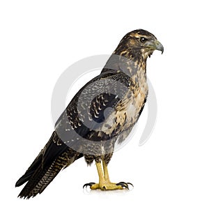 Young Black-chested Buzzard-eagle