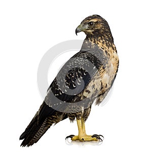 Young Black-chested Buzzard-eagle photo
