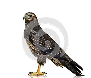 Young Black-chested Buzzard-eagle