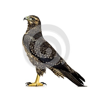 Young Black-chested Buzzard-eagle photo