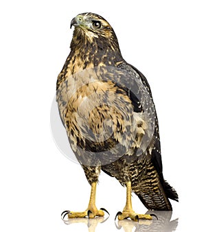 Young Black-chested Buzzard-eagle