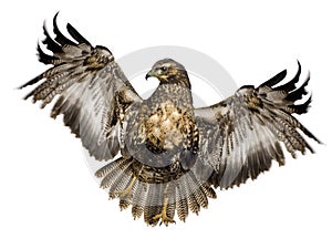 Young Black-chested Buzzard-eagle photo