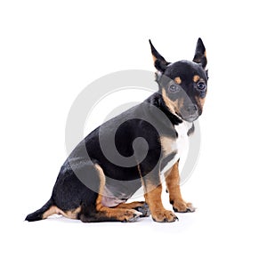 Young black coat puppy dog isolated on white