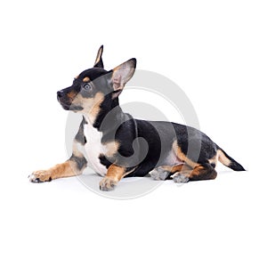 Young black coat puppy dog isolated on white