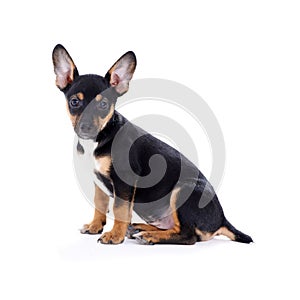 Young black coat puppy dog isolated on white