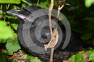 A young black crow in the bush. Closeup eye and head.