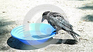 Young Black crow take a bath. Corvus corone.