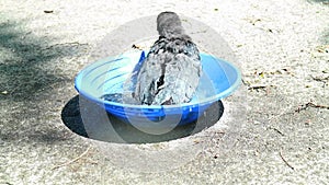 Young Black crow take a bath. Corvus corone.