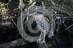 A young black-crowned night heron