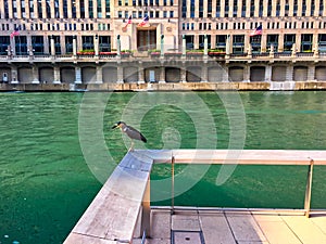 Young Black-Crowned Night-Heron, an endangered species, perched on ledge of wooden pier while visiting Chicago