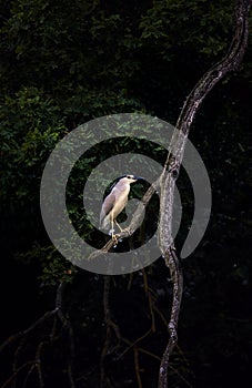 A young black-crowned night heron juvenile Nycticorax nycticorax hiding in a bush