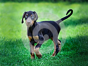 young black doberman puppy on green grass