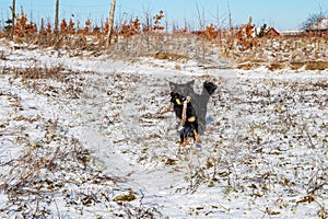 Young black dog (Bohemian shepherd) on snowy meadow with stick in mouth