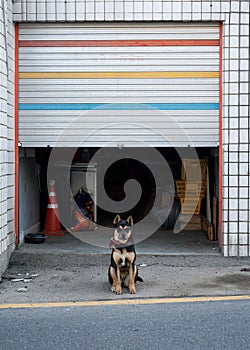 Young black dog guarding and watching the front door on road side in urban