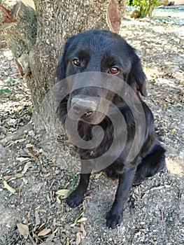 Black dog sit down on the ground