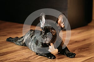 Young Black French Bulldog Dog Puppy Sit On Laminate Floor Indoor