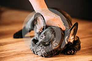 Young Black French Bulldog Dog Puppy Sitting On Laminate Floor