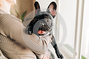 Young Black French Bulldog Dog Puppy With White Spot Sitting Indoor Home. Woman Is Stroking A Puppy.