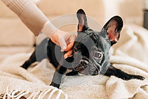 Young Black French Bulldog Dog Puppy With White Spot Sitting Indoor Home. Woman Is Stroking A Puppy.