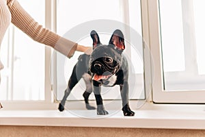 Young Black French Bulldog Dog Puppy With White Spot Sitting Indoor Home. Woman Is Stroking A Puppy.