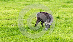 Young black Goat Grazing in Open Green Meadow
