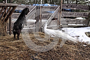 Young black goat playing with the white peacock on the dunghill