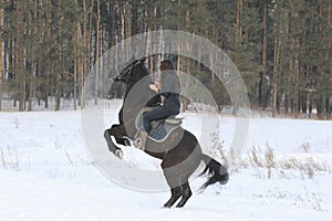 Young black haired woman on top a bay horse in winter forest