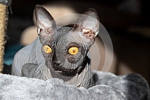 Young black hairless sphynx cat indoor portrait
