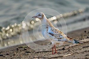 Young black-headed gull Larus ridibundus. Close-up