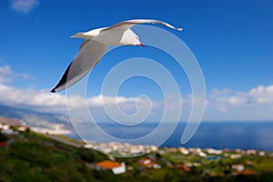 young black-headed Gull (Larus Ridibundus) over bay and ocean, La Palma