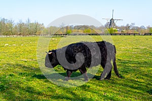 Young black Highland cattle cow and old Dutch wind mill in North Brabant