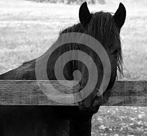 Young black horse in field in fall season in Eastern township