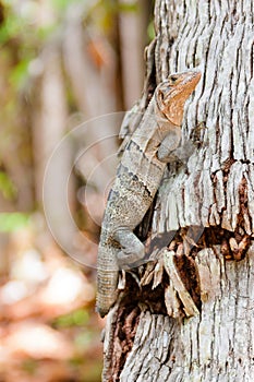 Lisard in Key Biscayne, Florida
