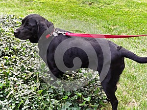 A young black labrador on a leash