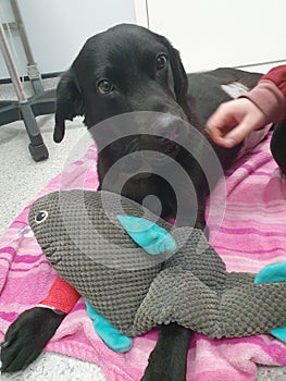 Young Black labrador male dog with stuffed shark squeaky toy at the vet receiving treatment laid on blanket