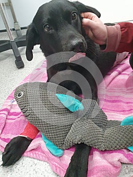 Young Black labrador male dog with stuffed shark squeaky toy at the vet receiving treatment laid on blanket