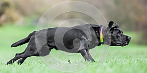 A young black Labrador in a rainbow collar running across a field