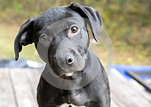 Young Black Labrador Retriever Puppy outside