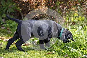 A young black Labrador Retriever puppy smells the ground in Finland.